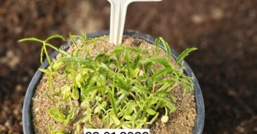 Parkia pendula (Willd.) Benth. ex Walp.