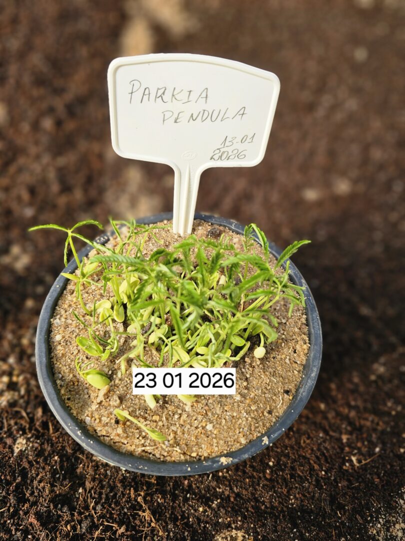 Parkia pendula (Willd.) Benth. ex Walp.