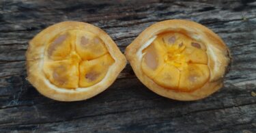 Posoqueria latifolia (Rudge) Schult.