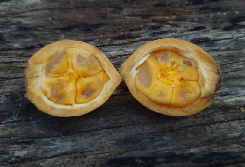 Posoqueria latifolia (Rudge) Schult.