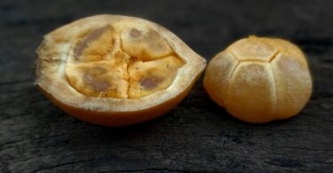 Posoqueria latifolia (Rudge) Schult.