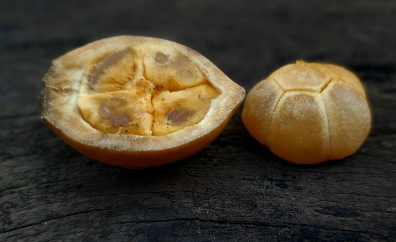 Posoqueria latifolia (Rudge) Schult.