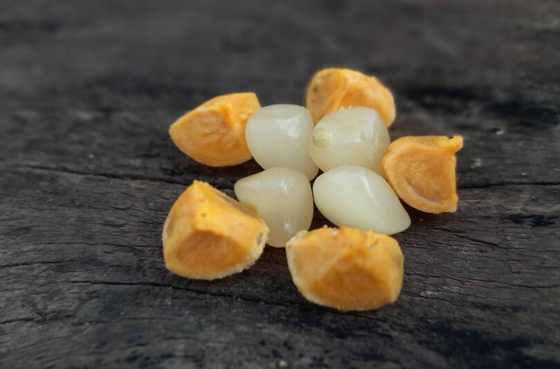 Posoqueria latifolia (Rudge) Schult.