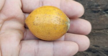 Posoqueria latifolia (Rudge) Schult.