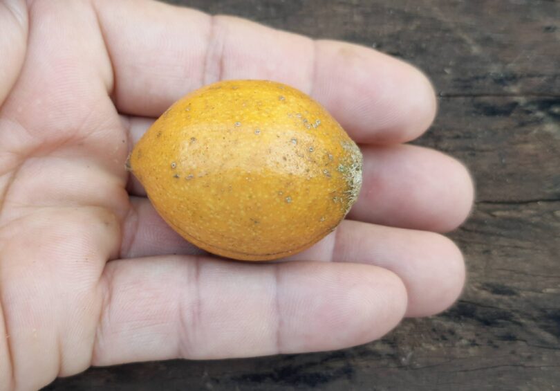 Posoqueria latifolia (Rudge) Schult.