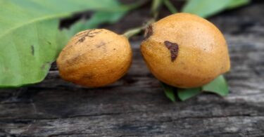 Posoqueria latifolia (Rudge) Schult.