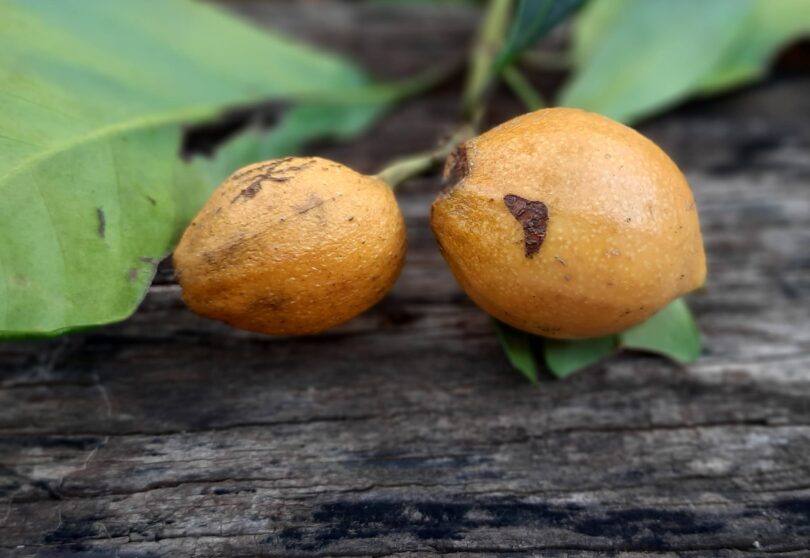 Posoqueria latifolia (Rudge) Schult.
