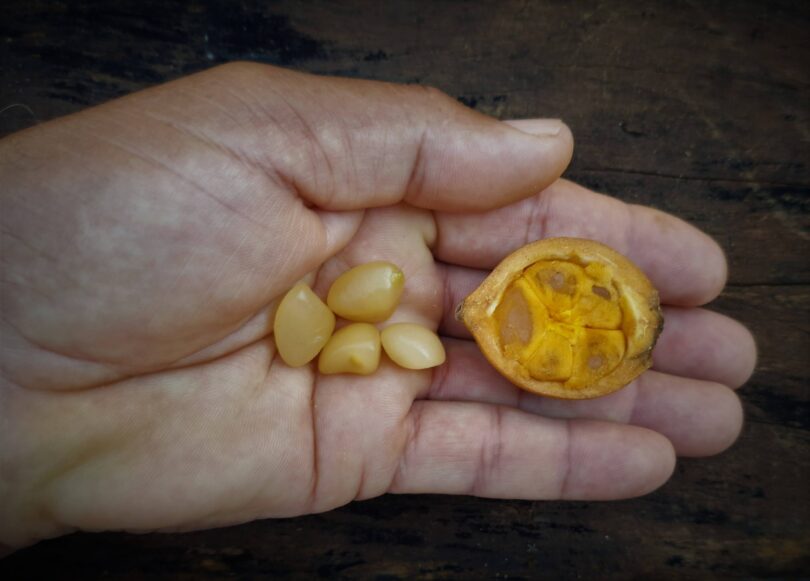 Posoqueria latifolia (Rudge) Schult.