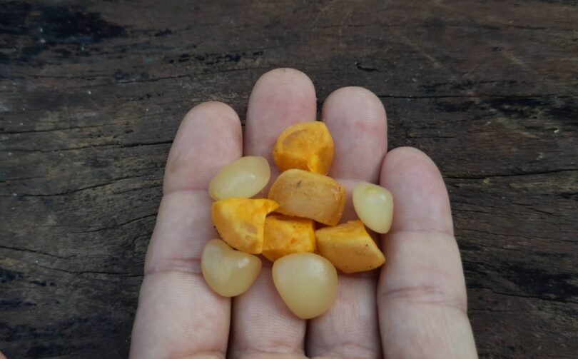 Posoqueria latifolia (Rudge) Schult.