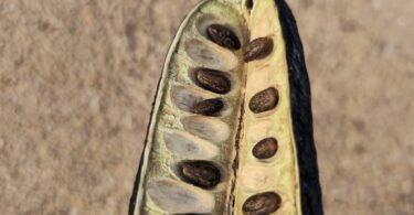 Sementes de Visgueiro - Parkia pendula (Willd.) Benth. ex Walp..jpg