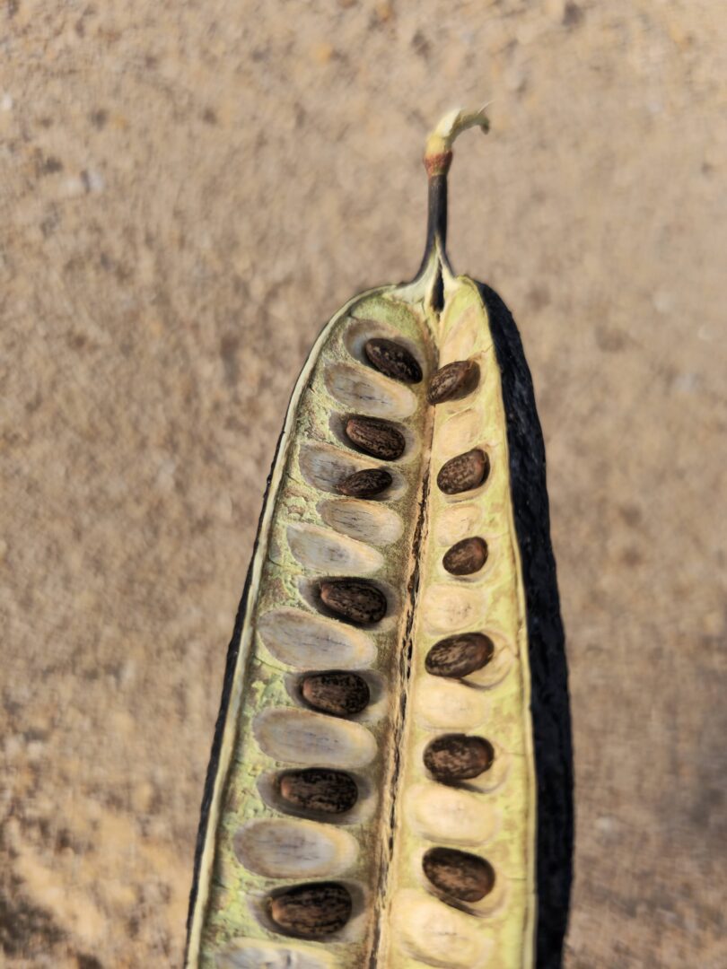 Sementes de Visgueiro - Parkia pendula (Willd.) Benth. ex Walp..jpg