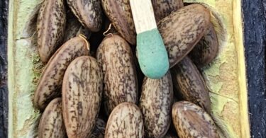 Sementes de Visgueiro - Parkia pendula (Willd.) Benth. ex Walp.