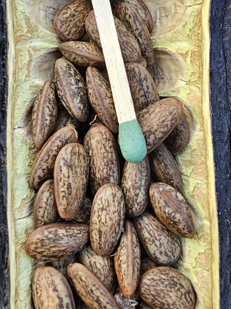 Sementes de Visgueiro - Parkia pendula (Willd.) Benth. ex Walp.