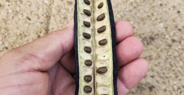 Sementes de Visgueiro - Parkia pendula (Willd.) Benth. ex Walp..jpg