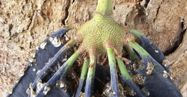 Parkia pendula (Willd.) Benth. ex Walp.