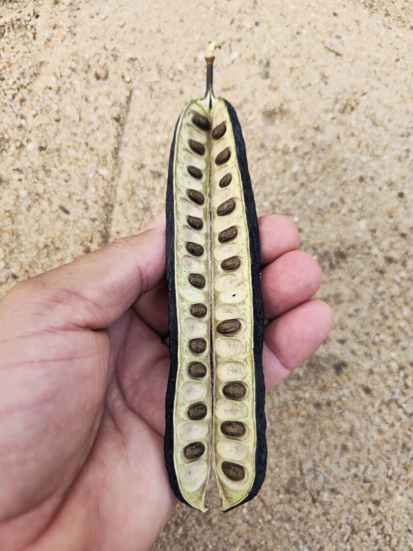 Sementes de Visgueiro - Parkia pendula (Willd.) Benth. ex Walp..jpg