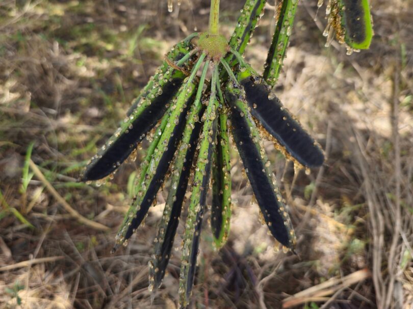 Frutos de Visgueiro - Parkia pendula (Willd.) Benth. ex Walp.
