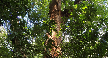 Visgueiro - Parkia pendula (Willd.) Benth. ex Walp..jpg