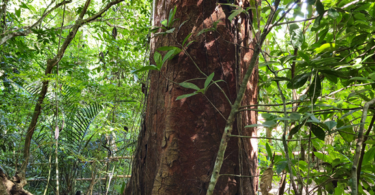 Visgueiro - Parkia pendula (Willd.) Benth. ex Walp..jpg