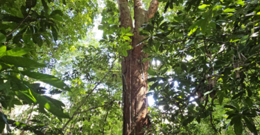 Visgueiro - Parkia pendula (Willd.) Benth. ex Walp..jpg