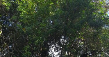 Chamaecrista eitenorum. (H.S.Irwin & Barneby) H.S.Irwin & Barneby (Copy)