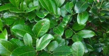 Chamaecrista eitenorum. (H.S.Irwin & Barneby) H.S.Irwin & Barneby (Copy)