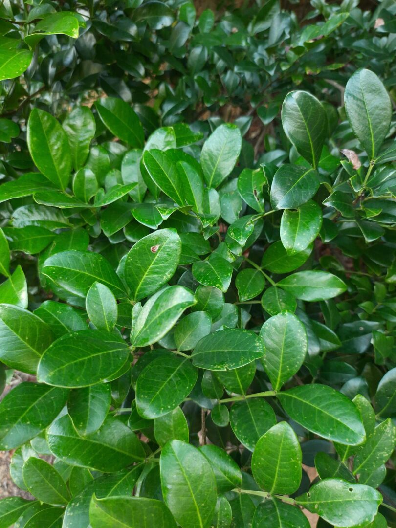 Chamaecrista eitenorum. (H.S.Irwin & Barneby) H.S.Irwin & Barneby (Copy)