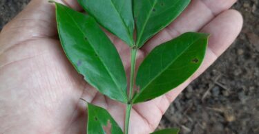 Chamaecrista eitenorum. (H.S.Irwin & Barneby) H.S.Irwin & Barneby (Copy)