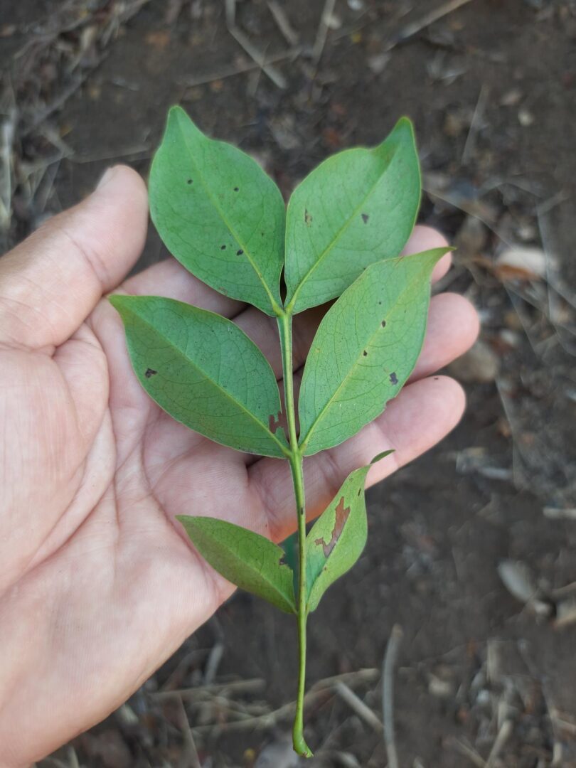 Chamaecrista eitenorum. (H.S.Irwin & Barneby) H.S.Irwin & Barneby (Copy)