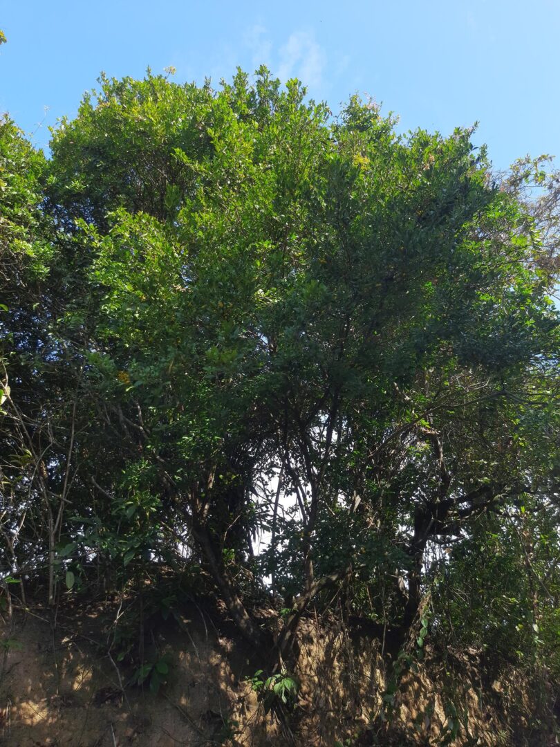 Chamaecrista eitenorum. (H.S.Irwin & Barneby) H.S.Irwin & Barneby (Copy)