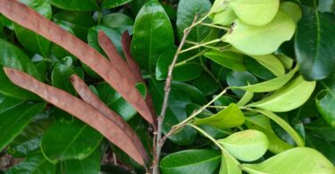 Chamaecrista eitenorum. (H.S.Irwin & Barneby) H.S.Irwin & Barneby (Copy)