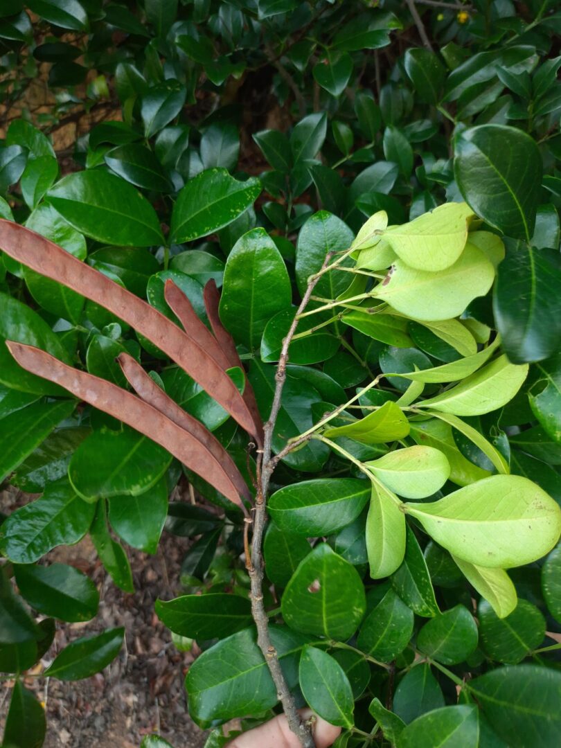 Chamaecrista eitenorum. (H.S.Irwin & Barneby) H.S.Irwin & Barneby (Copy)