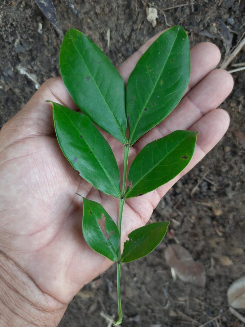 Chamaecrista eitenorum. (H.S.Irwin & Barneby) H.S.Irwin & Barneby (Copy)