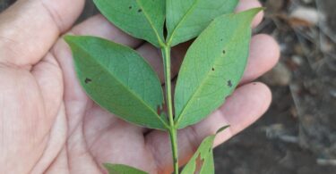 Chamaecrista eitenorum. (H.S.Irwin & Barneby) H.S.Irwin & Barneby (Copy)