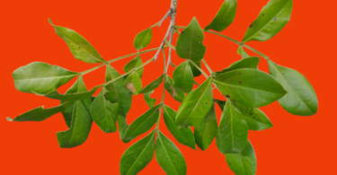 Chamaecrista eitenorum. (H.S.Irwin & Barneby) H.S.Irwin & Barneby (Copy)