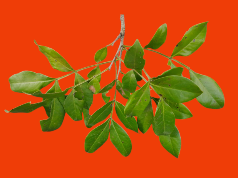 Chamaecrista eitenorum. (H.S.Irwin & Barneby) H.S.Irwin & Barneby (Copy)