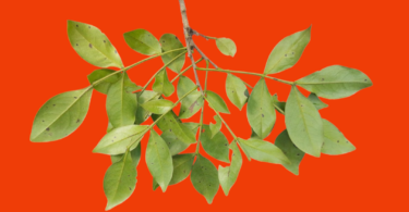 Chamaecrista eitenorum. (H.S.Irwin & Barneby) H.S.Irwin & Barneby (Copy)