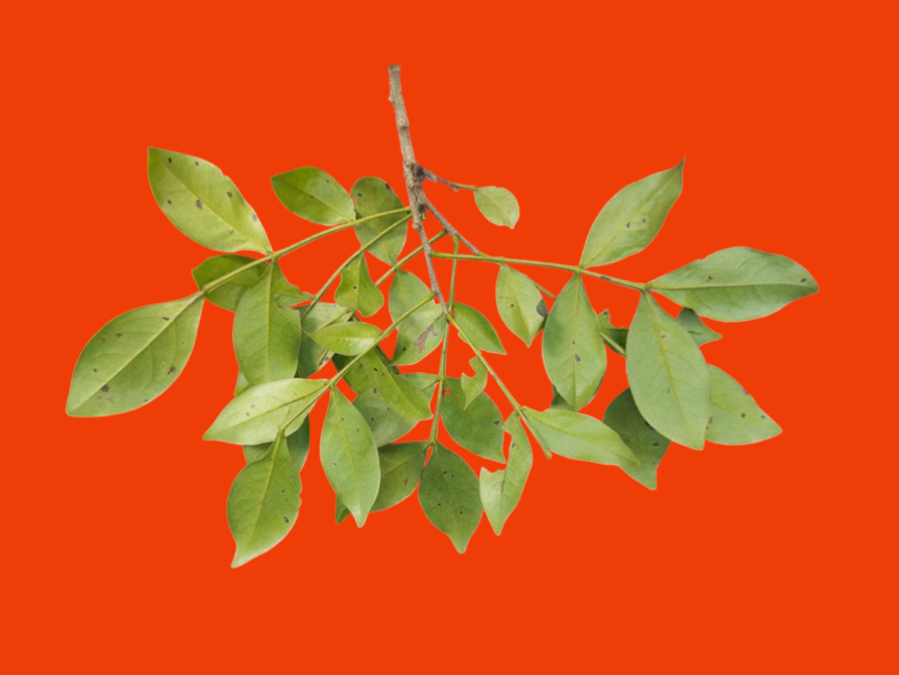 Chamaecrista eitenorum. (H.S.Irwin & Barneby) H.S.Irwin & Barneby (Copy)