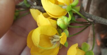 Floração - Chamaecrista eitenorum. (H.S.Irwin & Barneby) H.S.Irwin & Barneby