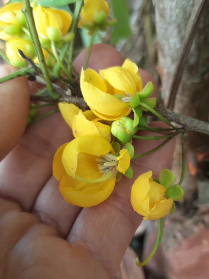 Floração - Chamaecrista eitenorum. (H.S.Irwin & Barneby) H.S.Irwin & Barneby
