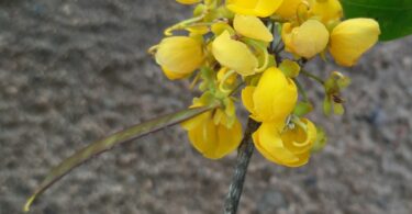 Floração - Chamaecrista eitenorum. (H.S.Irwin & Barneby) H.S.Irwin & Barneby