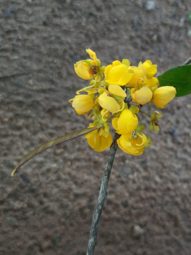 Floração - Chamaecrista eitenorum. (H.S.Irwin & Barneby) H.S.Irwin & Barneby