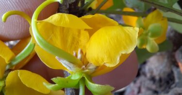 Floração - Chamaecrista eitenorum. (H.S.Irwin & Barneby) H.S.Irwin & Barneby