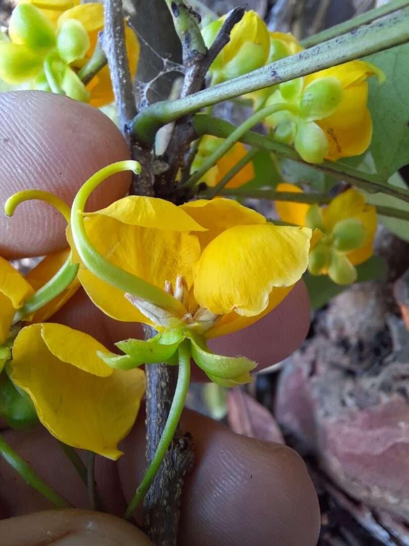 Floração - Chamaecrista eitenorum. (H.S.Irwin & Barneby) H.S.Irwin & Barneby