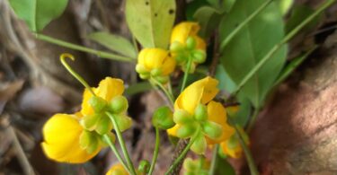 Floração - Chamaecrista eitenorum. (H.S.Irwin & Barneby) H.S.Irwin & Barneby