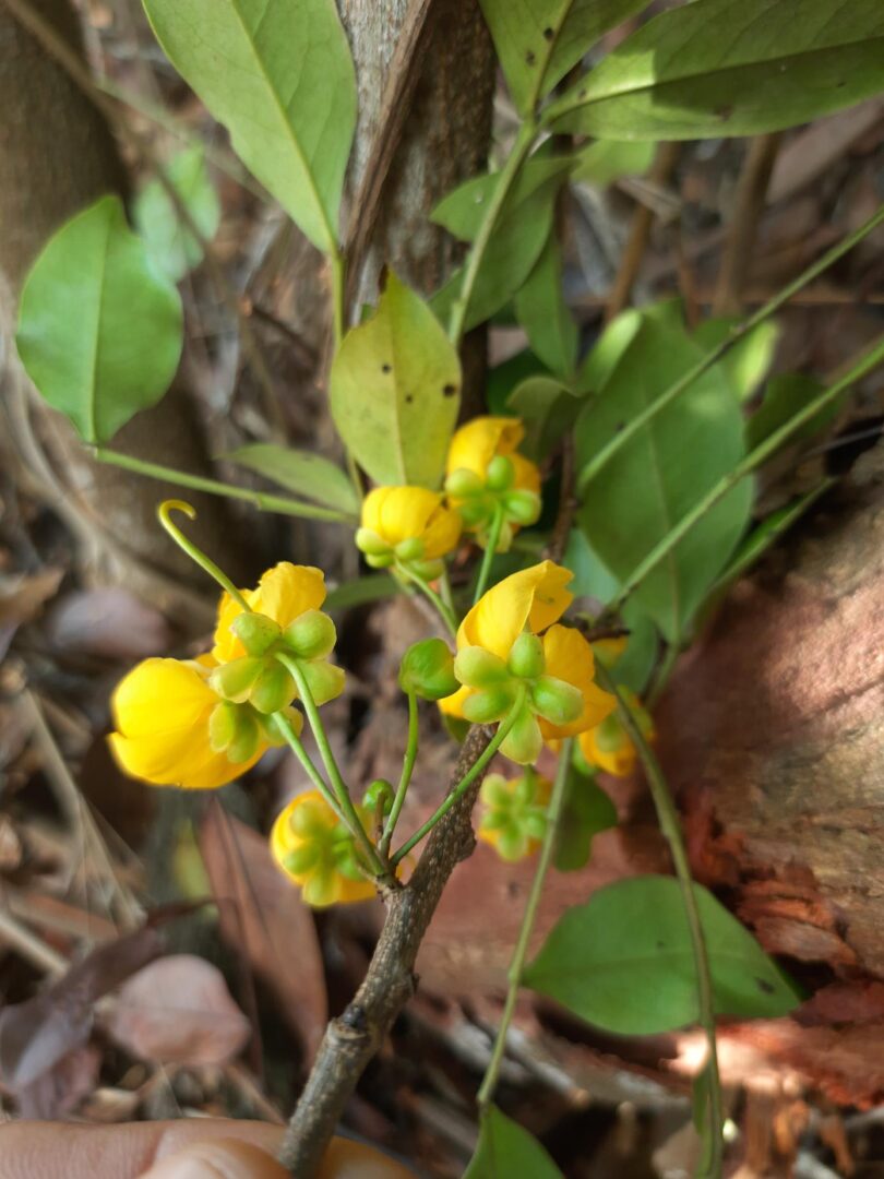 Floração - Chamaecrista eitenorum. (H.S.Irwin & Barneby) H.S.Irwin & Barneby