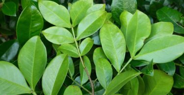 Chamaecrista eitenorum. (H.S.Irwin & Barneby) H.S.Irwin & Barneby (Copy)