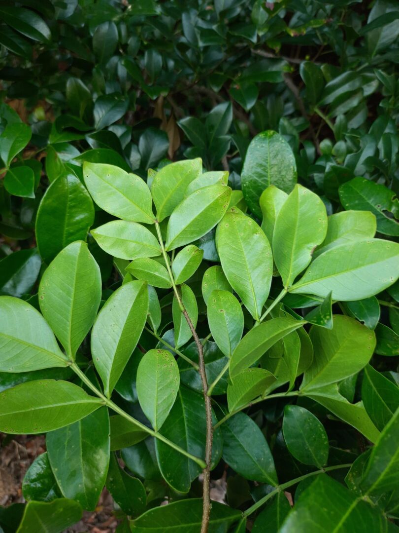 Chamaecrista eitenorum. (H.S.Irwin & Barneby) H.S.Irwin & Barneby (Copy)