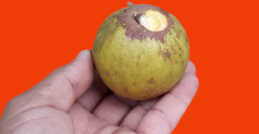 Pouteria venosa (Mart.) Baehni - fruto