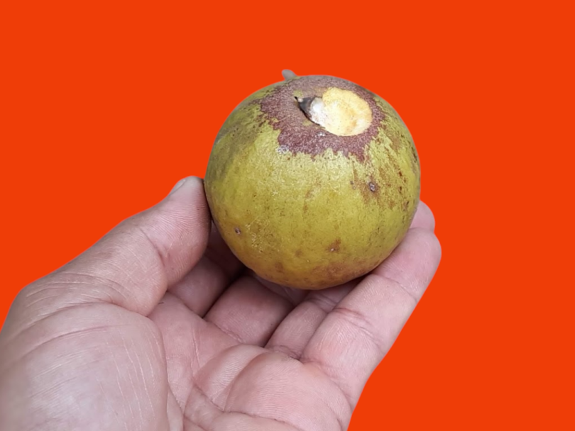 Pouteria venosa (Mart.) Baehni - fruto